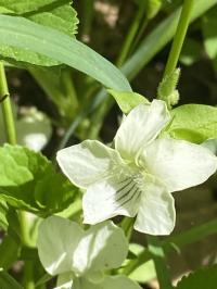 Viola striata image